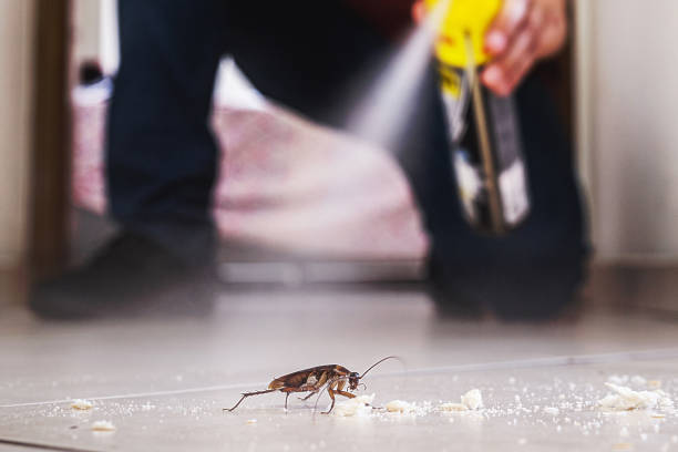 Best Flea Control Services  in Crystal, MN