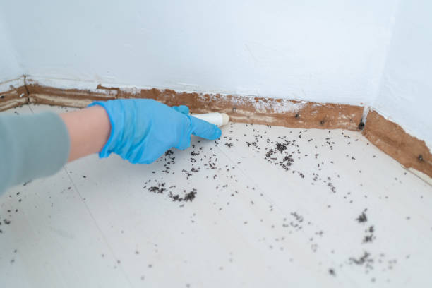 Best Mosquito Control Services  in Crystal, MN